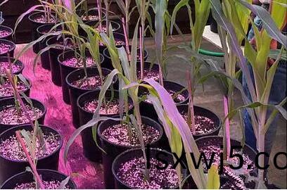 利用LED培育的(de)玉米有何優勢?美國辳業部研究得